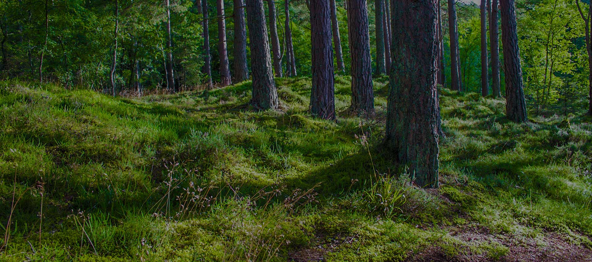 Immagine di un bosco verde con degli alberi