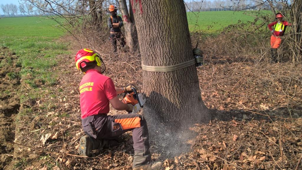 ABBATTIMENTO-ALBERI-GRANDI-DIMENSIONI-E-ALLESTIMENTO-LEGNAME-UF4-40-ORE