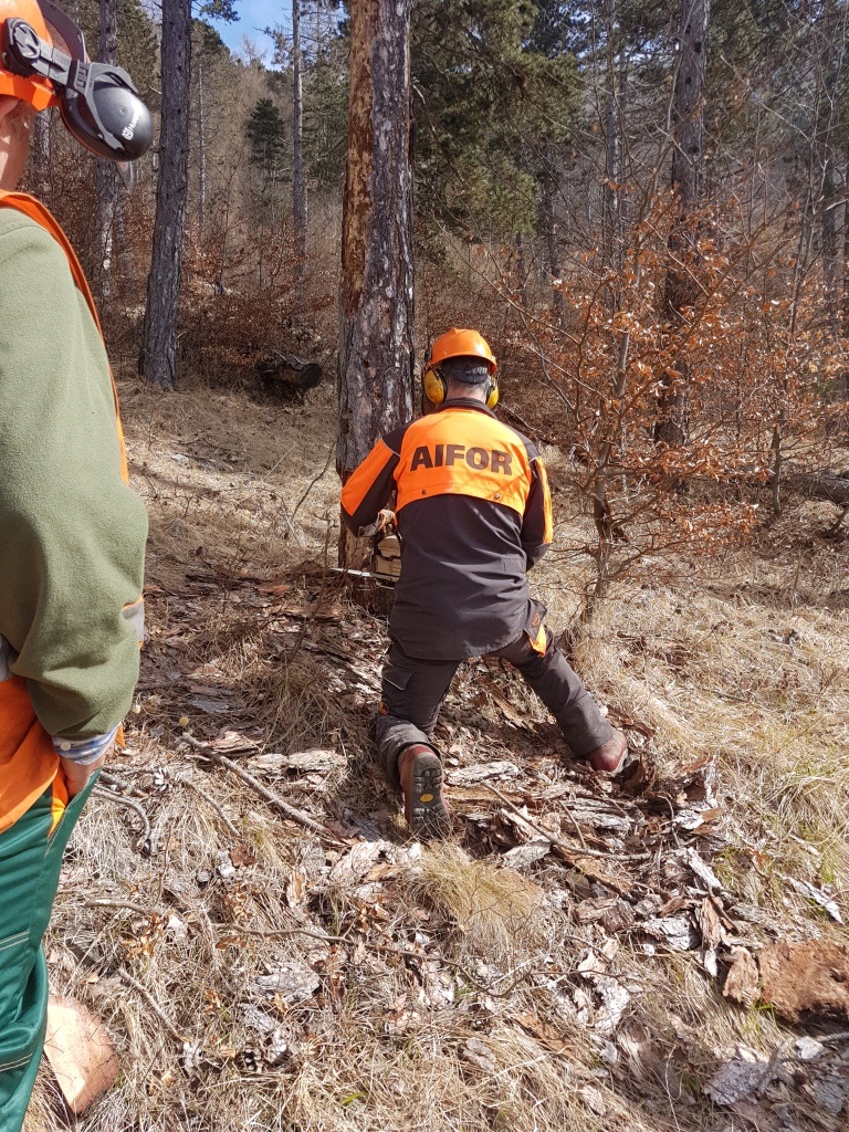 ABBATTIMENTO-ALBERI-MEDIE-DIMENSIONI-E-ALLESTIMENTO-LEGNAME-UF3-40-ORE - AIFOR.IT ABBATTIMENTO-ALBERI-MEDIE-DIMENSIONI-E-ALLESTIMENTO-LEGNAME-UF3-40-ORE
