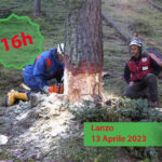 ABBATTIMENTO-E-ALLESTIMENTO-LEGNAME-SOTTO-LINEE-AEREE-AVANZATO-16-ORE-dati - AIFOR.IT