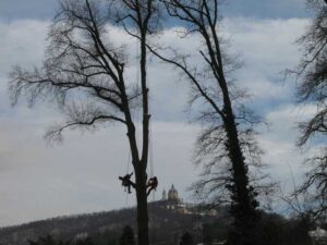 LAVORATORI ADDETTI AI LAVORI CON SISTEMI DI ACCESSO E POSIZIONAMENTO MEDIANTE FUNI SU ALBERI