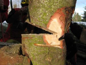 tronco di albero tagliato