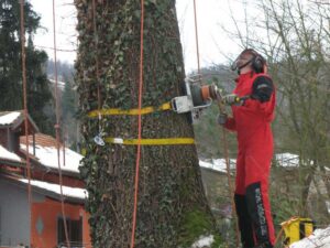 TREECLIMBING PER LAVORI DI SMONTAGGIO – G2