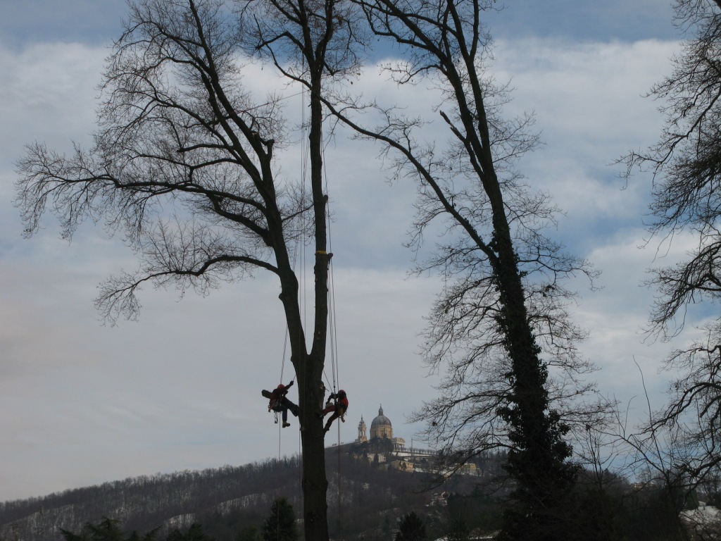 CORSO DI AGGIORNAMENTO PER “ADDETTI AI LAVORI CON SISTEMI DI ACCESSO E POSIZIONAMENTO MEDIANTE FUNI SU ALBERI” Modulo B (Art. 116 D.LGS. 81)
