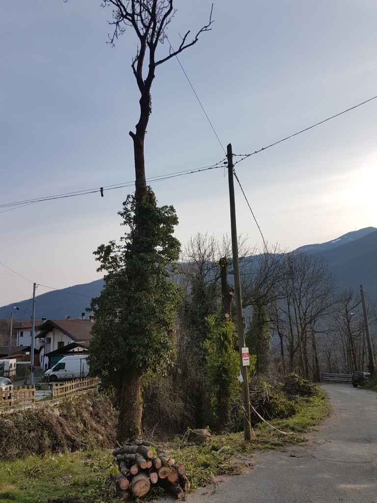 OPERAZIONI-DI-ABBATTIMENTO-PER-LA-MESSA-IN-SICUREZZA-DELLA-VIABILITÀ-PUBBLICA-24-ORE