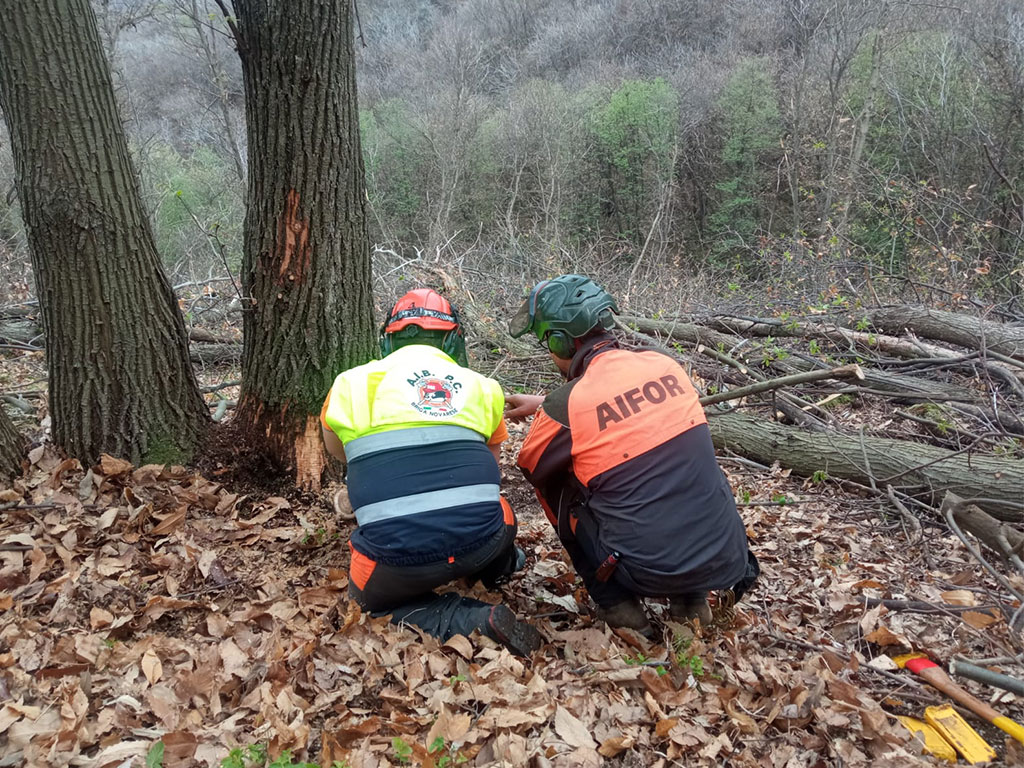 corso-di-abbattimento-alberi-per-operatori-della-protezione-civile - AIFOR.IT