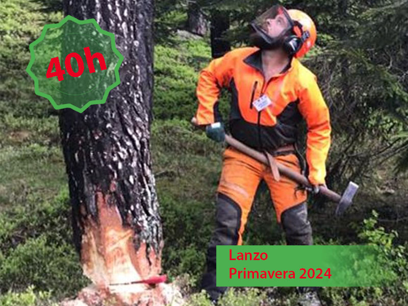 Corso a pagamento di abbattimento alberi medie dimensioni e allestimento legname