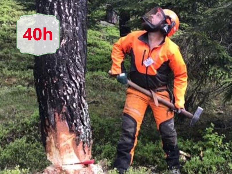 Forestry worker in orange protective gear and helmet chopping near a tree with an axe in a forest.