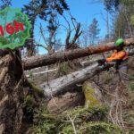 Corso di 16h per interventi di utilizzazione su legname da tempesta