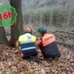 Corso di 16h per operazioni di abbattimento alberi per operatori della protezione civile