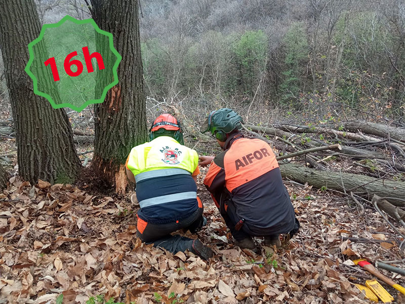 Corso di 16h per operazioni di abbattimento alberi per operatori della protezione civile