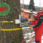 Corso di 40h per treeclimbing per lavori di smontaggio