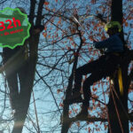 abilitazione adddetti ai lavori con sistemi di accesso e posizionamento mediante funi su alberi-h - AIFOR.IT abilitazione adddetti ai lavori con sistemi di accesso e posizionamento mediante funi su alberi-32h