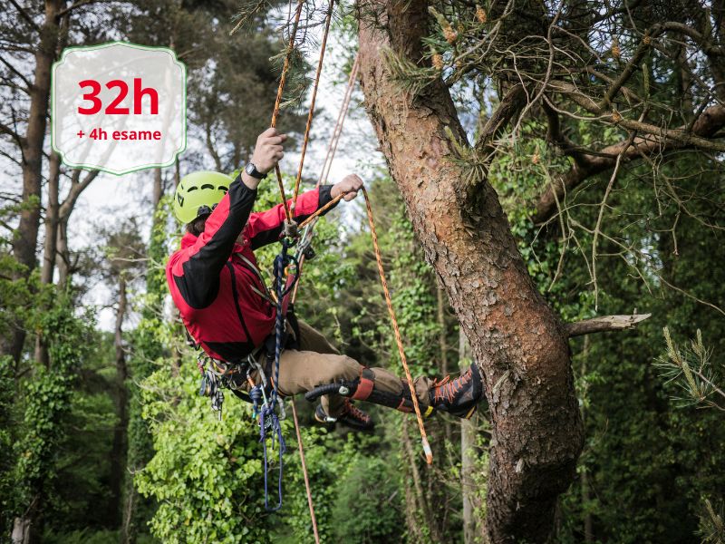 ABILITAZIONE PER LAVORATORI ADDETTI AI LAVORI CON SISTEMI DI ACCESSO E POSIZIONAMENTO MEDIANTE FUNI SU ALBERI_ MOD-B - AIFOR.IT Climber in a red jacket and helmet using ropes to descend/ascend a tree in a forest; badge reads '32h +4h esame'.