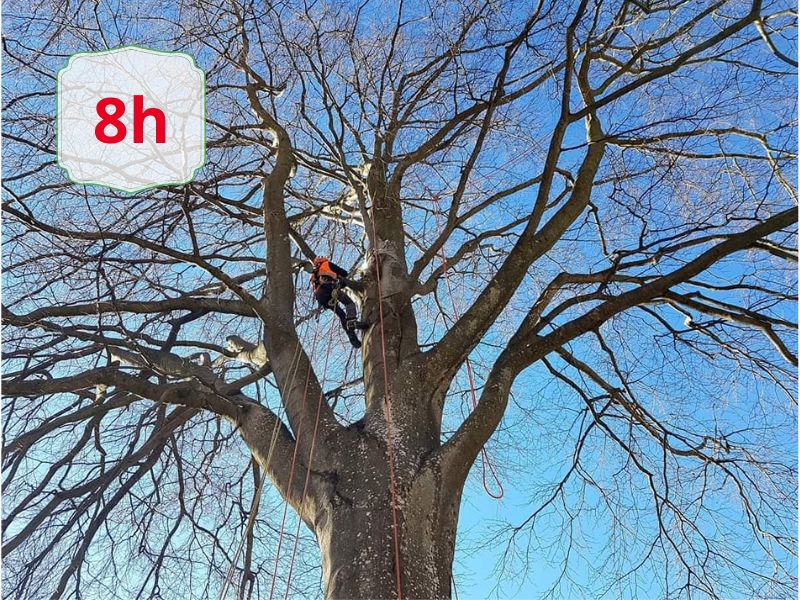 Arborist in a helmet and harness climbs a tall bare tree using ropes against a blue sky; 8h badge in the corner.