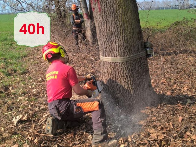 Worker in a red shirt and yellow helmet using a chainsaw at the base of a large tree in an open field, wearing safety gear.