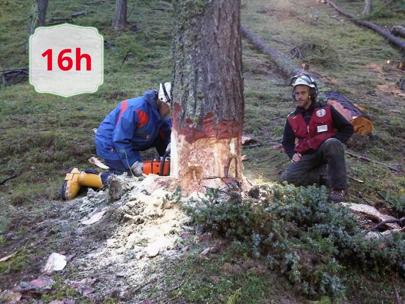Two workers in a forest; one in blue operates a chainsaw at a tree stump, the other in a red vest sits nearby, with a '16h' badge in the top-left.