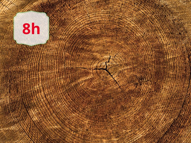 Cross-section of a tree trunk showing concentric growth rings with a white badge in the top-left reading '8h'.