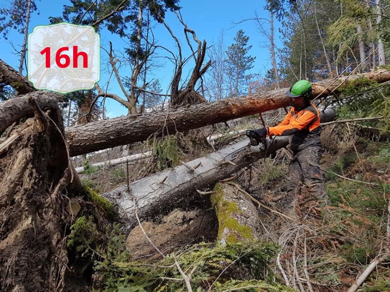 Worker in safety gear (orange jacket, green helmet) cuts a fallen tree blocking a forest road with a chainsaw; blue sky above.