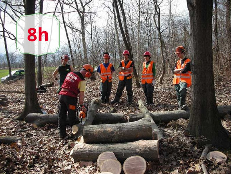 Group of workers in orange safety vests and helmets standing in a wooded area around stacked logs, discussing a logging task.