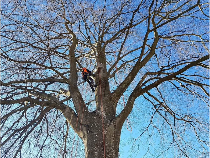 agb - AIFOR.IT Person in helmet climbs a large bare tree using ropes against a blue sky.