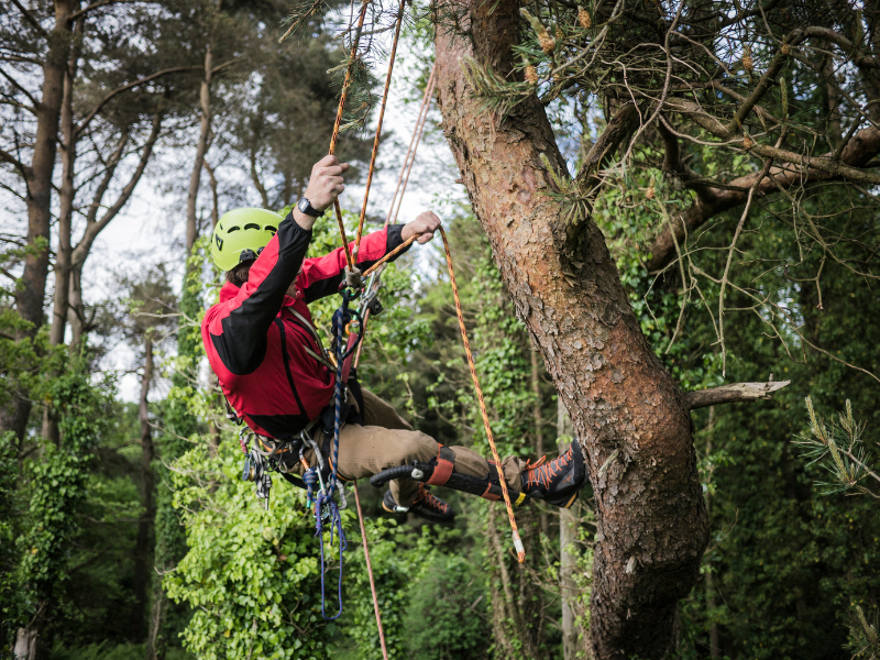 ABILITAZIONE PER LAVORATORI ADDETTI AI LAVORI CON SISTEMI DI ACCESSO E POSIZIONAMENTO MEDIANTE FUNI SU ALBERI_ MOD-B_ 32 H - AIFOR.IT Climber in a red jacket and green helmet uses ropes to scale a tree in a forested area.